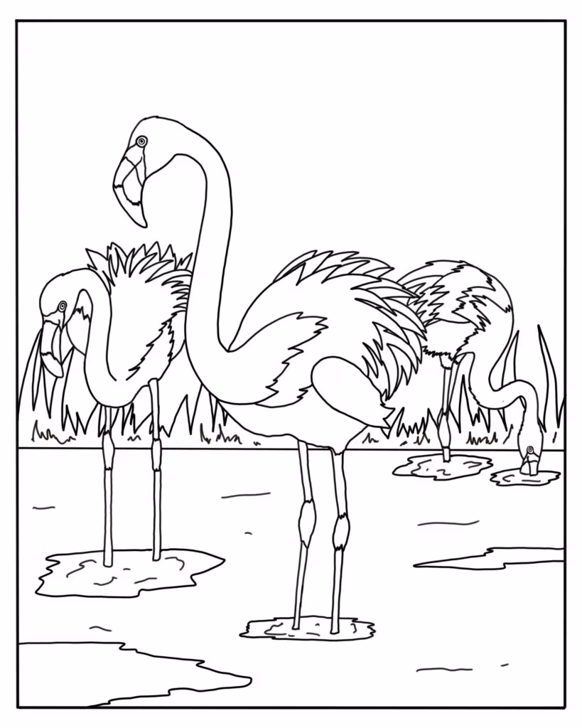 Line drawing of several flamingos standing in shallow water among tall grasses, viewed from the side in a bordered frame.